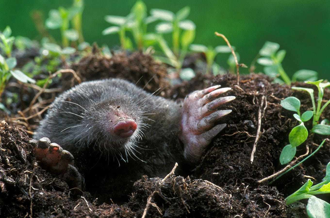 Уничтожение кротов